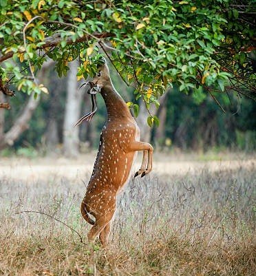 Wildlife Tour