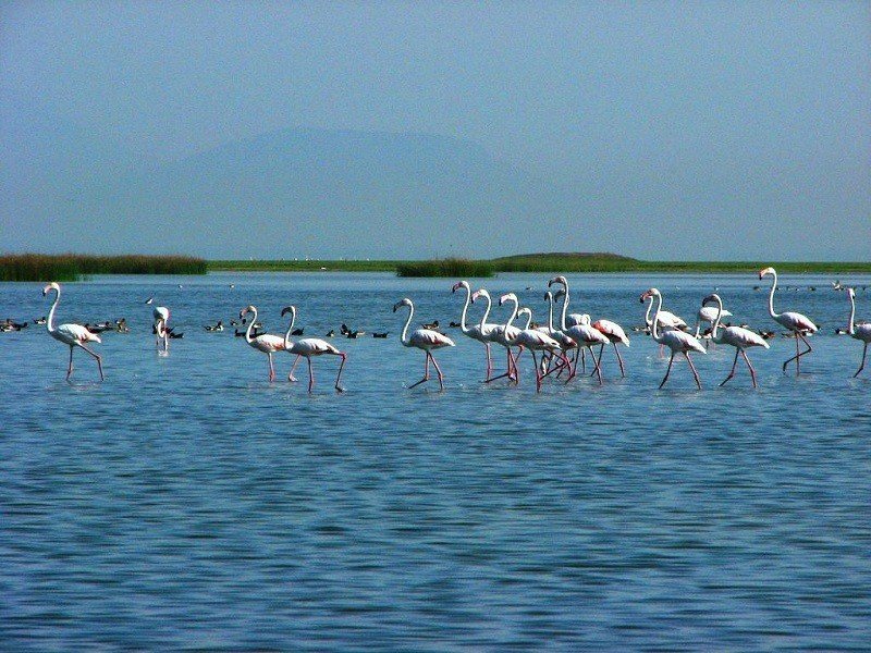 208028999Chilika Lake