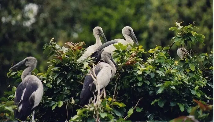 Ranganathittu-Bird-Sanctuary