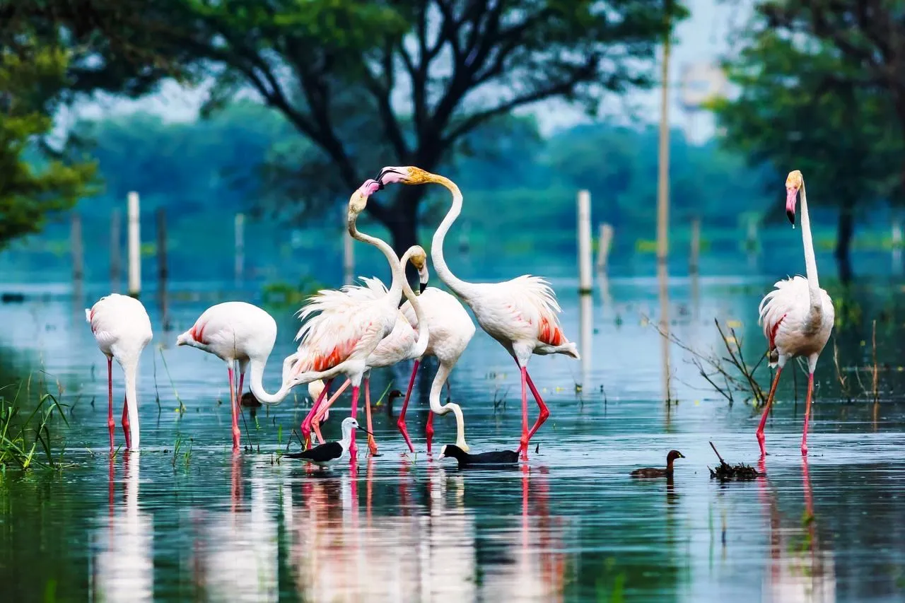 Top-10-Bird-Sanctuaries-in-India