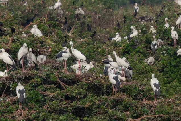 Bird Sanctuary - Trip2odisha.com - Travel to Your Next Experience