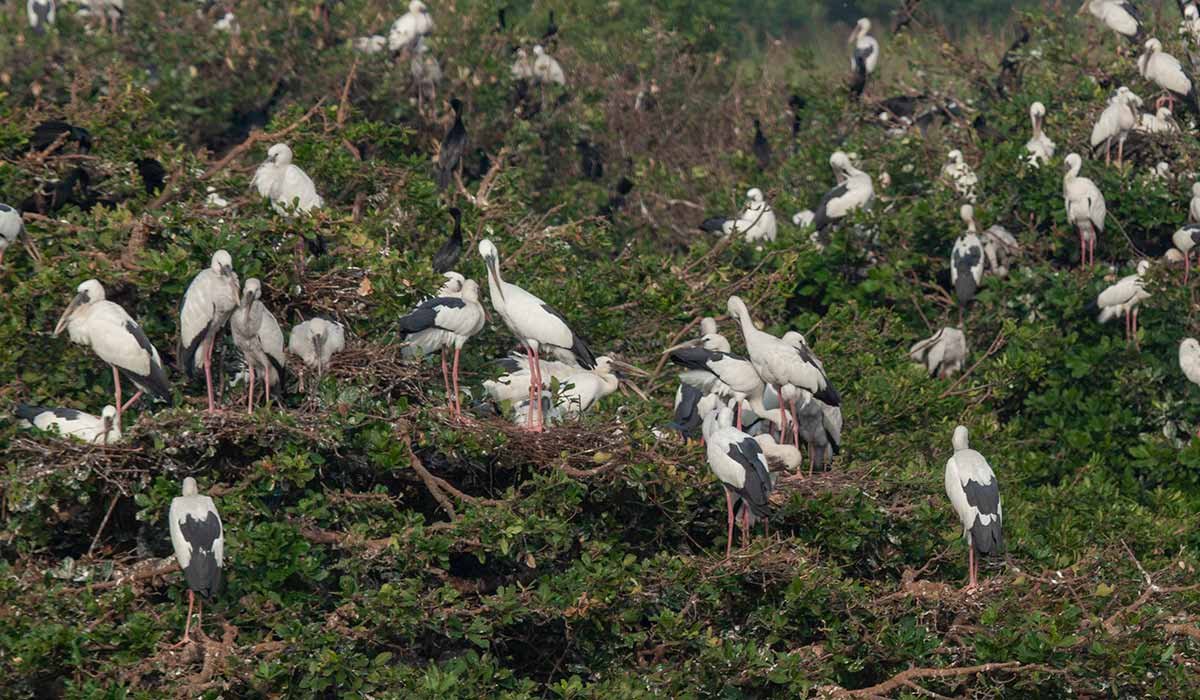 nellapattu-bird-sanctuary