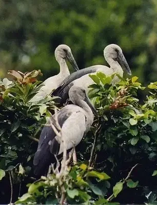 Ranganathittu-Bird-Sanctuary